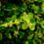 Close-up of lush green leaves with small white flowers on a box tree plant, creating a vibrant and fresh natural scene.