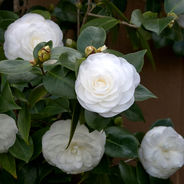White camellia flowers in bloom with glossy green leaves, set against a brown background. Soft lighting highlights the delicate petals.