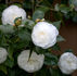 White camellia flowers in bloom with glossy green leaves, set against a brown background. Soft lighting highlights the delicate petals.