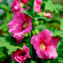 August 18th - The Hollyhock