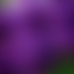 May 30th - The Purple Lilac