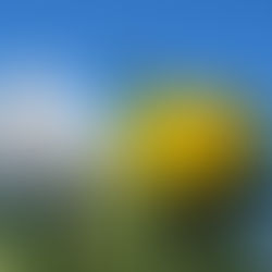 May 3rd - The Dandelion