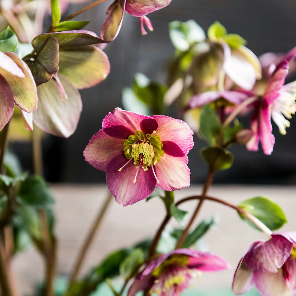 Pink and green Christmas Rose flowers with delicate petals and stamens in focus, surrounded by blurred greenery, creating a serene mood.