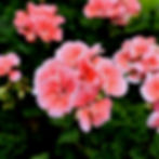 Pink zonal geranium flowers bloom among lush green leaves, conveying a vibrant, tranquil mood against a dark, blurred background.