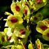 Close-up of green japanese elm tree leaves with red patches in sunlight, creating a vibrant and fresh mood. Dark blurred background enhances contrast.