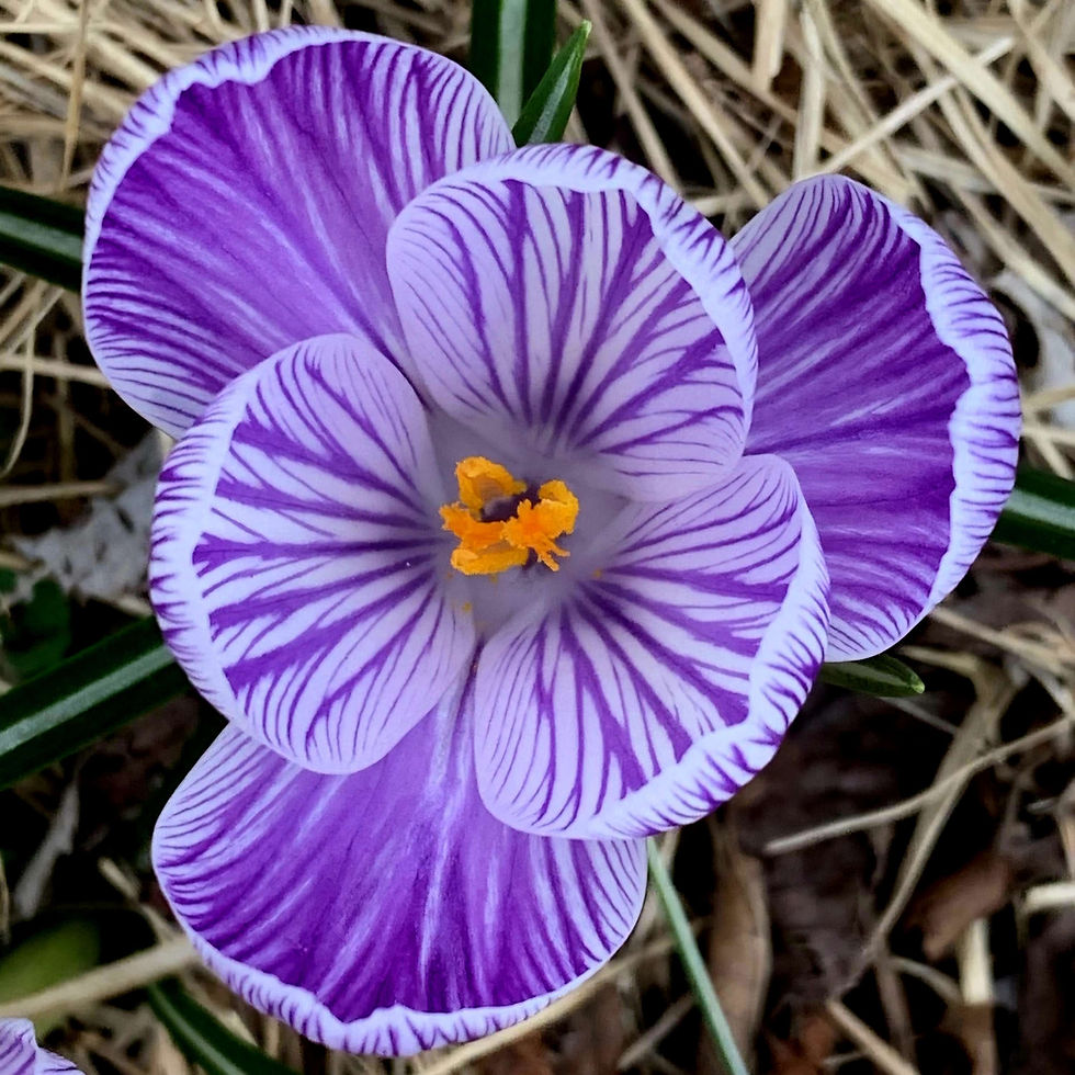 Close-up of a purple spring crocus flower with intricate white veins and vibrant orange stamens. The background is a mix of green leaves and dry straw.