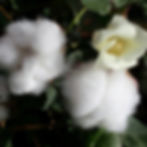 White cotton bolls and a yellow flower on a plant with green leaves. Bright lighting highlights the fluffy texture and delicate petals.