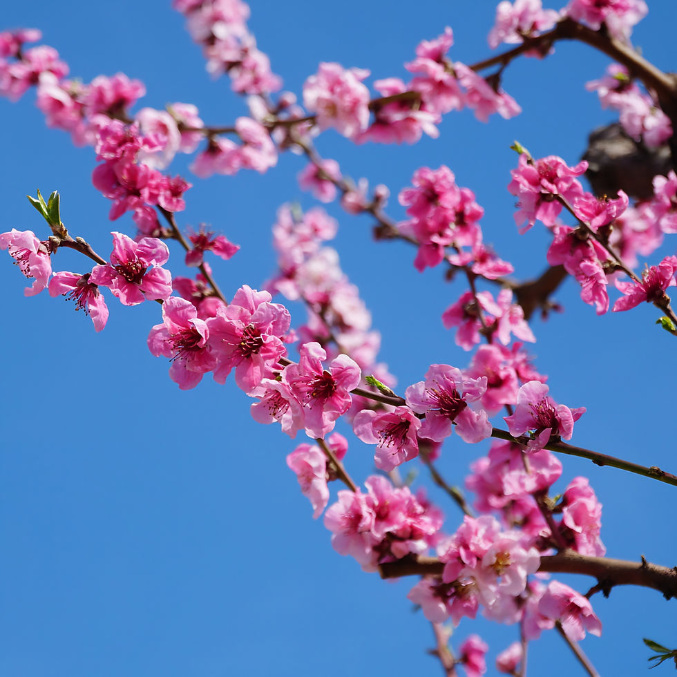 April 12th - The Peach