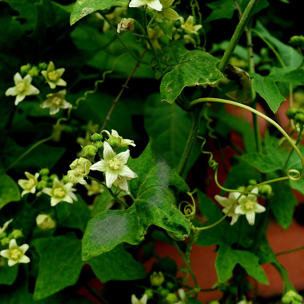 Green vine with white star-shaped bryflowers and curly tendrils. Lush foliage creates a dense backdrop. Vibrant and lively scene.