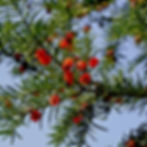Green Japanese Yew branches with needle-like leaves and clusters of bright red berries against a clear blue sky. The scene feels vibrant and natural.