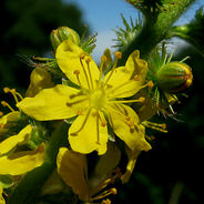 August 21st - The Agrimony
