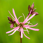 Pink ragged robin flower in bloom, with unopened buds, against a lush green blurred background. Vibrant and lively.