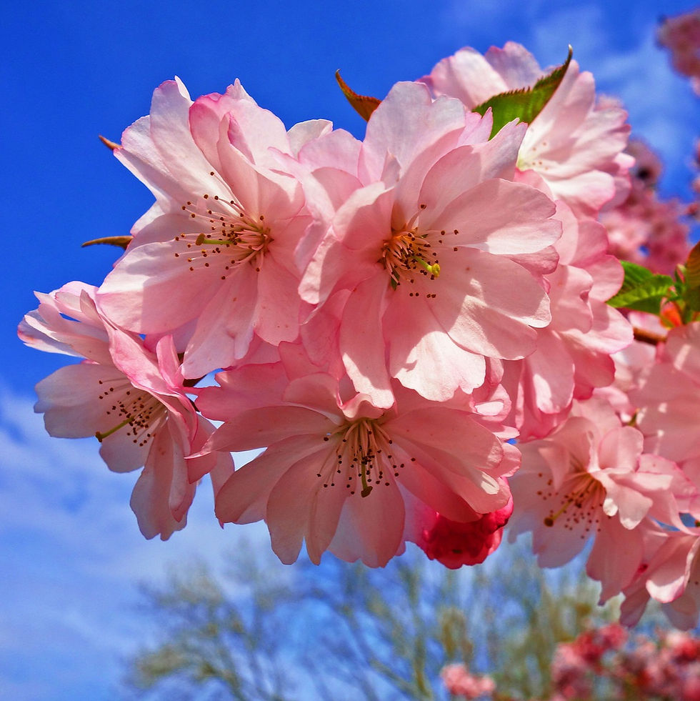 May 9th - The Prunus