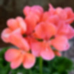 Pink zonal geranium flowers in full bloom with vibrant petals and green leaves, set against a blurred dark background. Mood: lively and fresh.