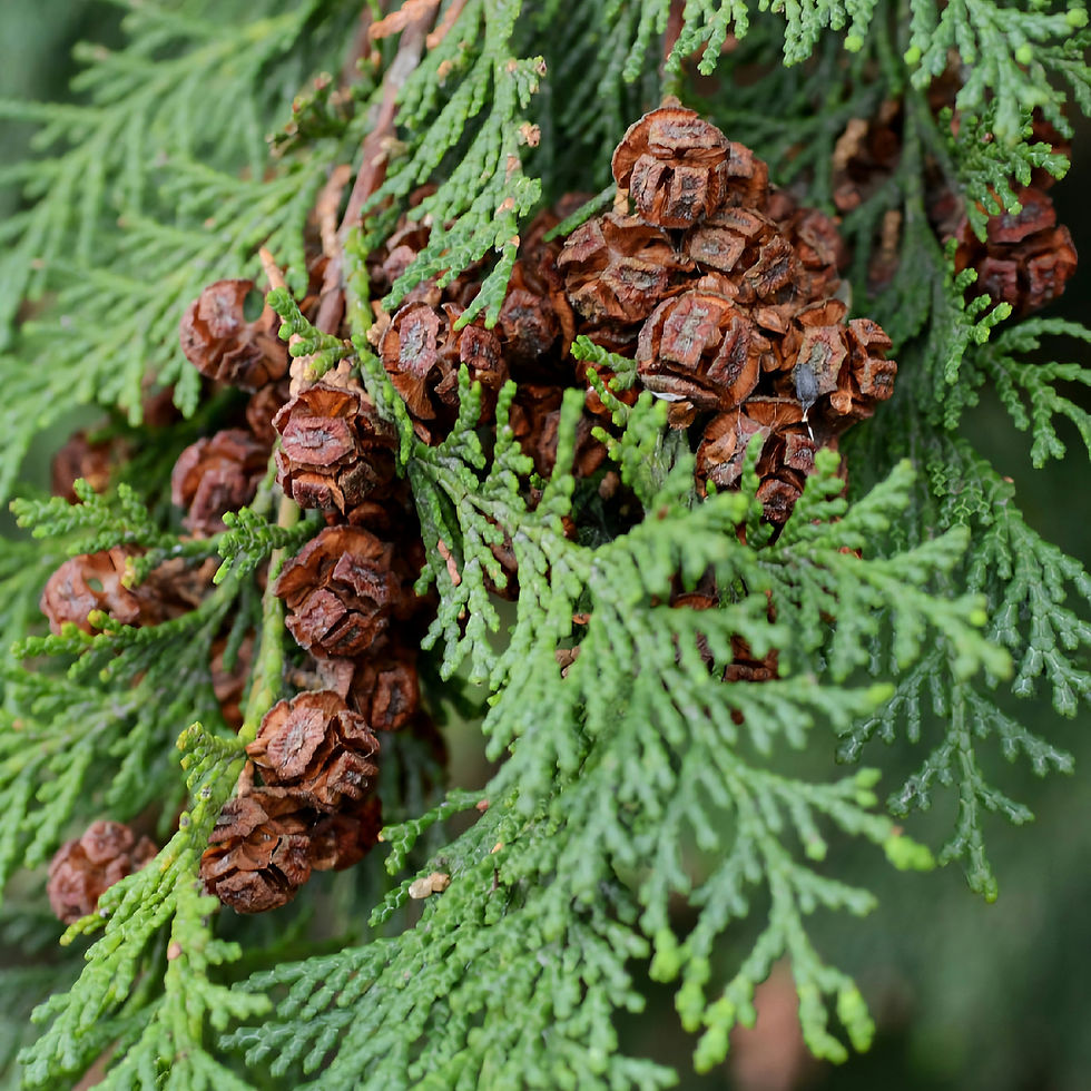 Close-up of green Japanese Cypress branches with clusters of brown cones. The image captures natural textures and earthy tones, evoking a serene mood.