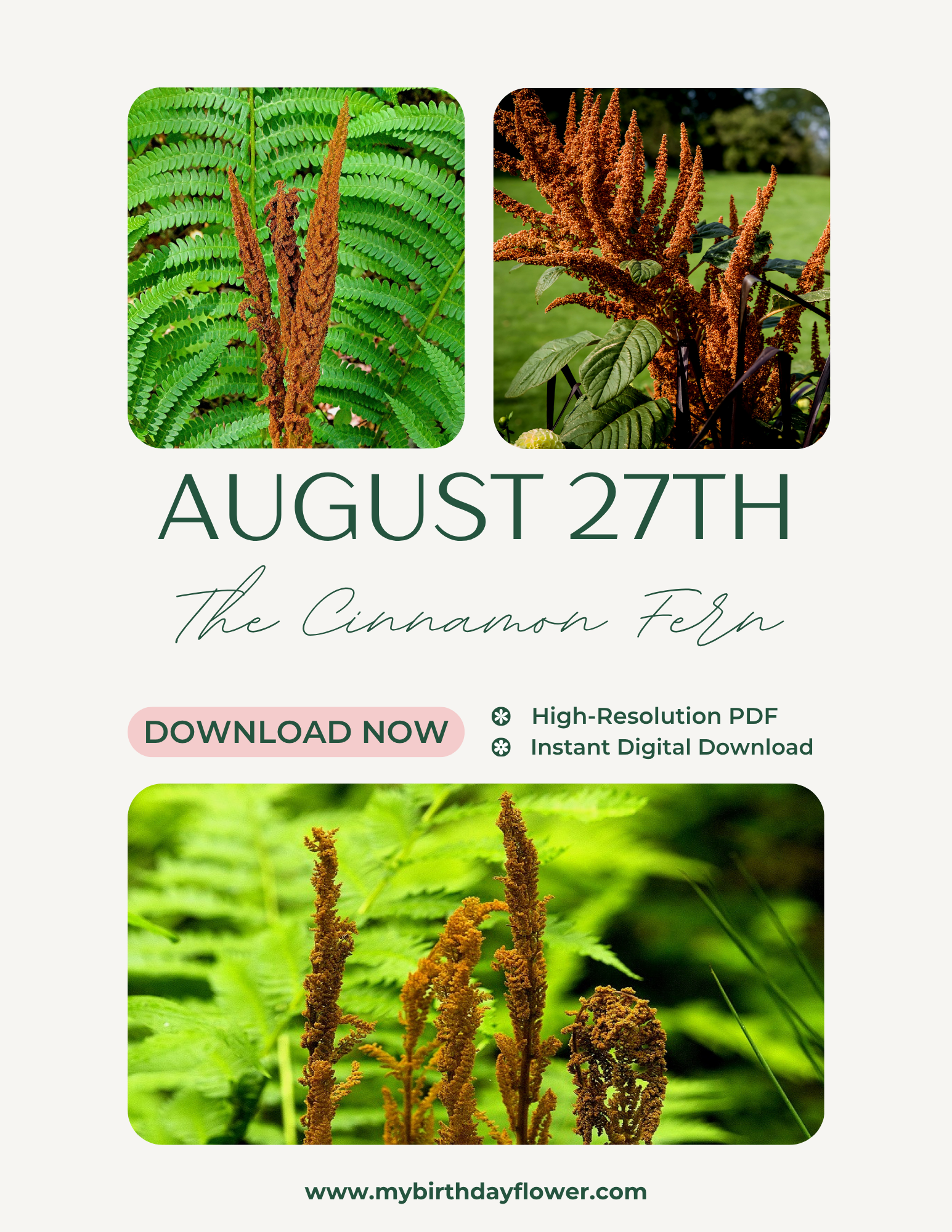 August 27th birth flower 'The Cinnamon Fern' (Osmundastrum cinnamomeum).