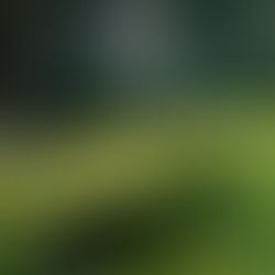 Vibrant green moss with tiny sporophytes grows on a log against a blurred forest background, creating a serene, lush atmosphere.