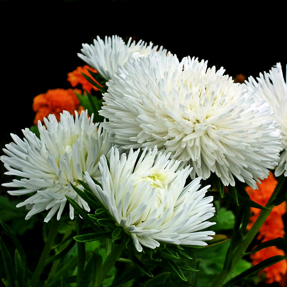 White china aster flowers with spiky petals in focus, set against a dark background. Bright orange flowers are visible in the blurred background.