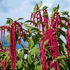 Bright red Love Lies Bleeding amaranth flowers hanging among green leaves under a clear blue sky. Vivid and lush garden scene.