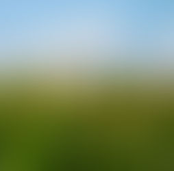 August 4th - The Corn