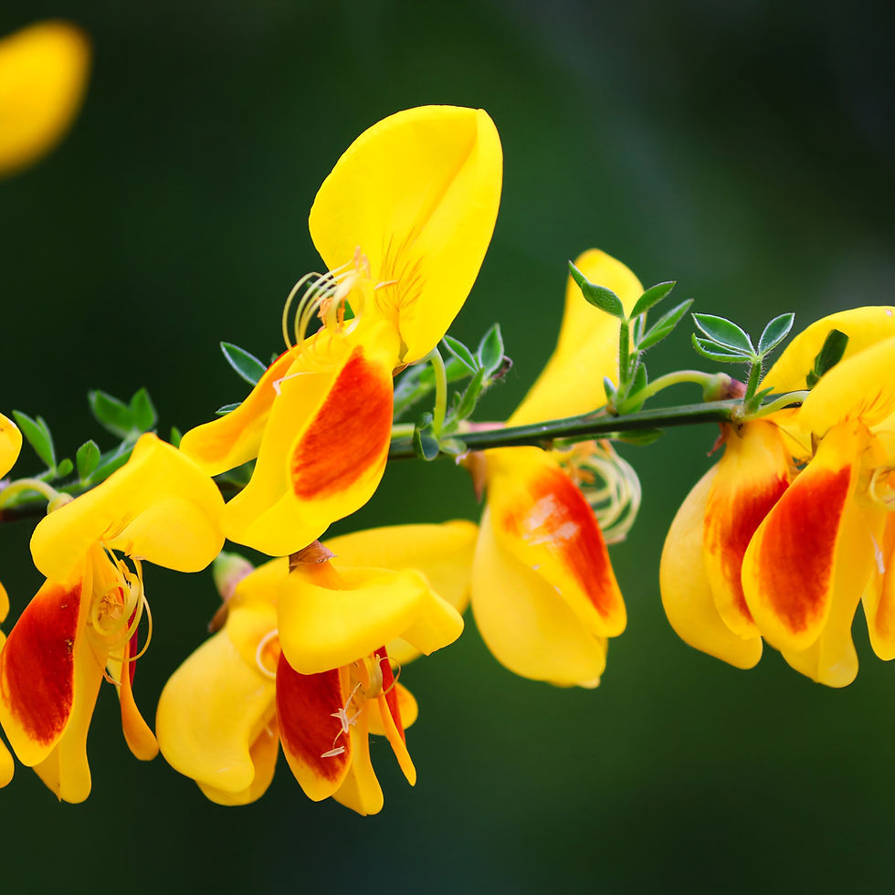 Yellow and orange scotch broom flowers bloom on a branch against a dark green background, creating a vibrant and lively scene.