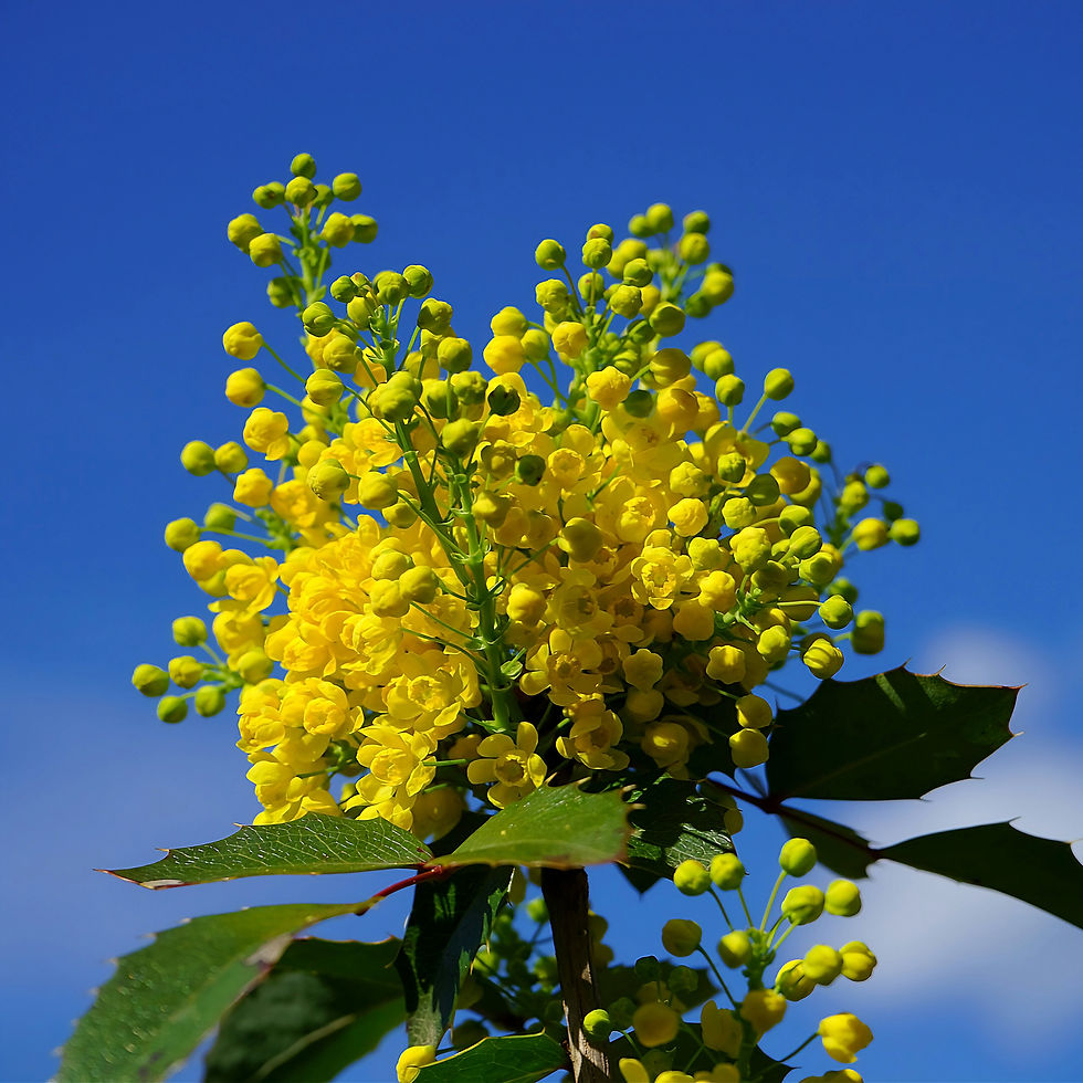 Bright yellow Korean Barberry flowers bloom against a vivid blue sky, with green leaves in the foreground, creating a vibrant and cheerful scene.