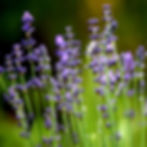 Purple English lavender flowers with green stems in a sunny garden. The background is blurred, creating a calm and peaceful mood.