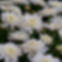 October 14th - The White Chrysanthemum