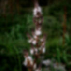 Tall plant with clustered white asphodel flowers and brown buds against a blurred green background. Natural and serene mood.