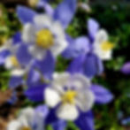 Close-up of blue and white columbine flowers with yellow centers against a green leafy background, conveying a fresh and vibrant mood.