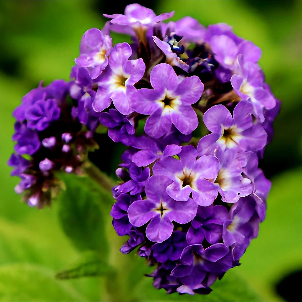 May 24th - The Heliotrope