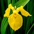 June 6th - The Japanese Iris