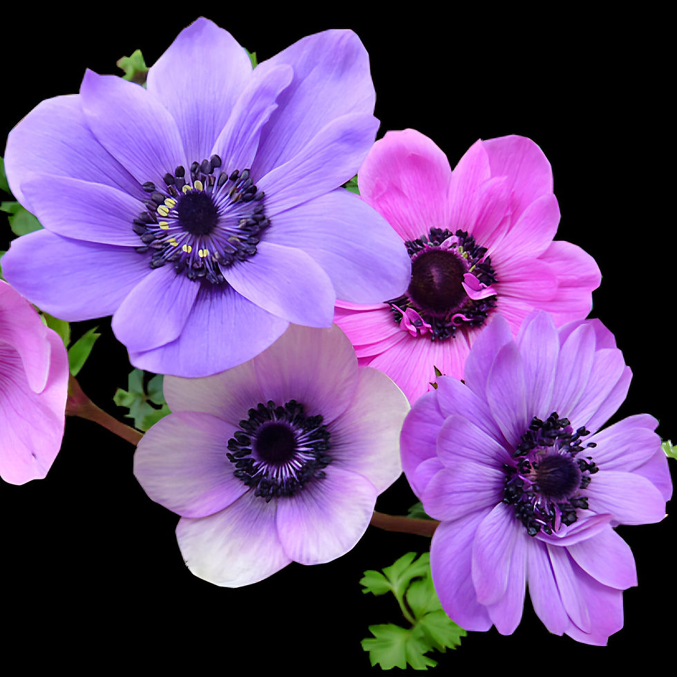 Purple and pink windflowers with dark centers, set against a black background. Green leaves peek through the bright petals. Mellow vibe.