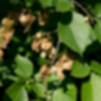 Close-up of a Japanese elm tree branch with green serrated leaves and clusters of brown seeds against a blurred green background in sunlight.