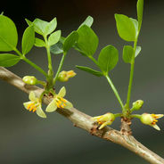 Close-up of green Myrrh plant with small, pale yellow flowers on a stem. Bright green leaves, blurred background, natural and serene setting.