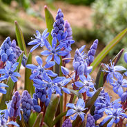 Close-up of vibrant blue star-shaped scilla flowers with green leaves, set against a blurred garden background. Calm and serene mood.