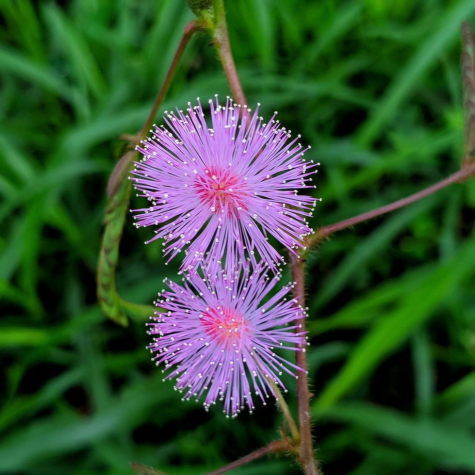 Two pink mimosa pudica flowers with spiky petals against a lush green background, conveying a serene and vibrant mood.