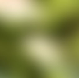 August 10th - The Moss