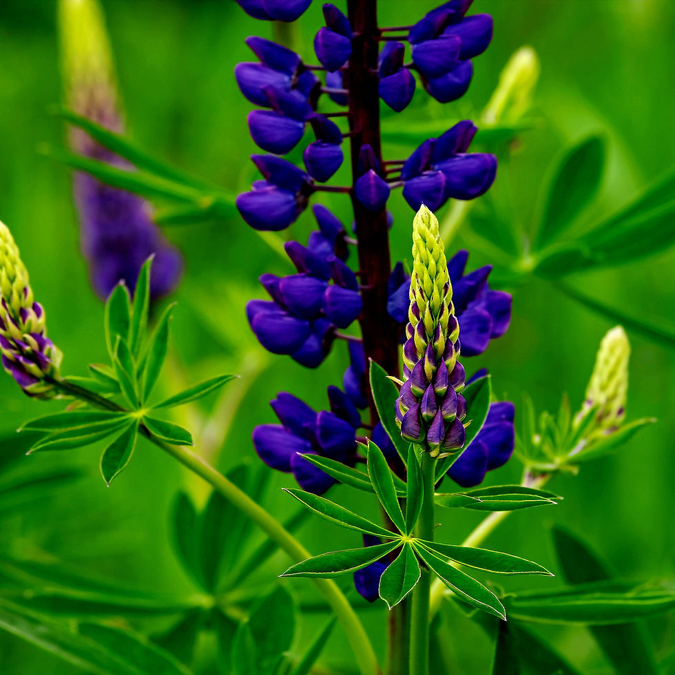 Purple lupine flowers with green leaves in a lush garden setting, conveying a vibrant and natural mood.