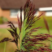 February 13th - The Canary Grass