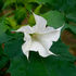 White datura flower with curled petals centered on green leaves, displaying a calm and natural setting. No text present.