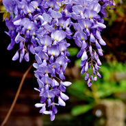 March 25th - The Wisteria
