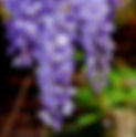 March 25th - The Wisteria