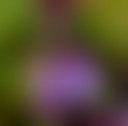 August 30th - The Wall Germander