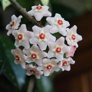 December 17th - The Hoya Carnosa