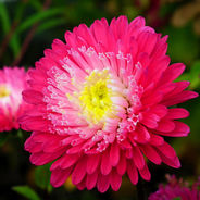 April 22nd - The China Aster