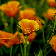 March 24th - The California Poppy