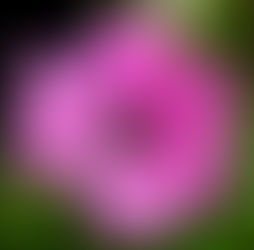 April 2nd - The Windflower