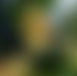 February 16th - The Bay Laurel