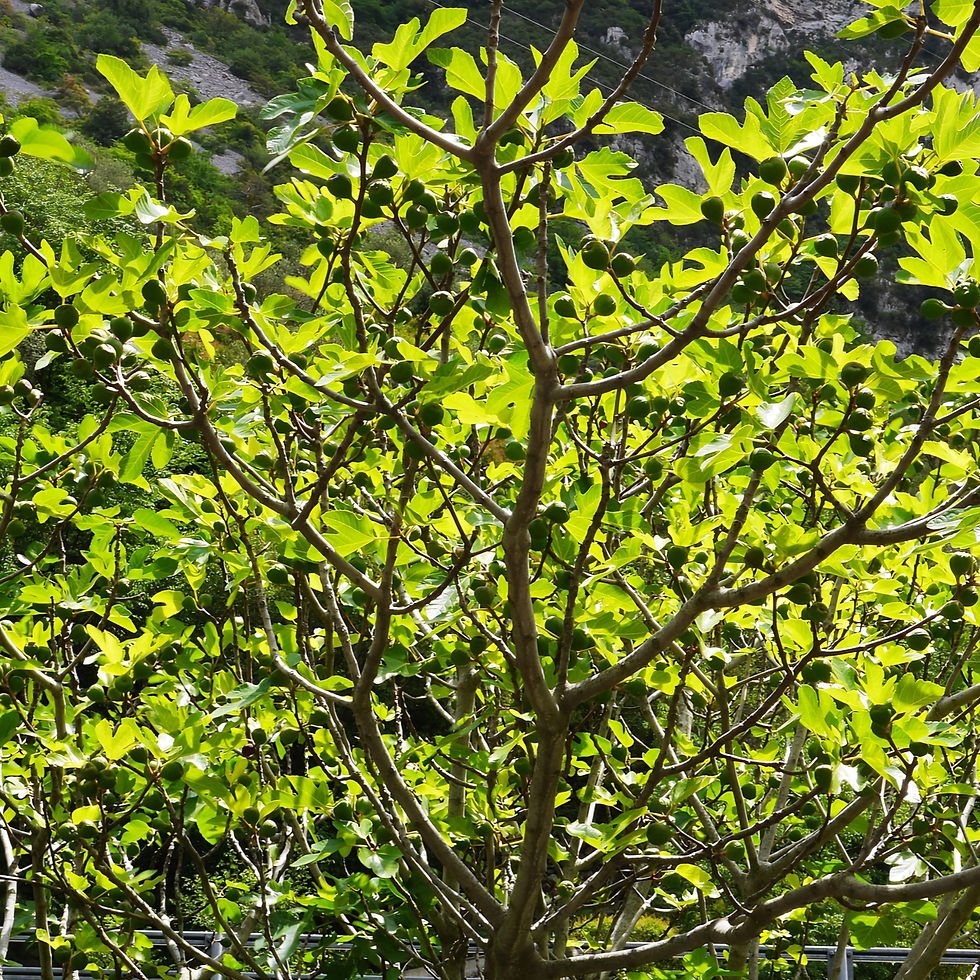 Lush green fig tree with sunlight shining through leaves. Branches full of ripe figs in a vibrant mountainous setting.